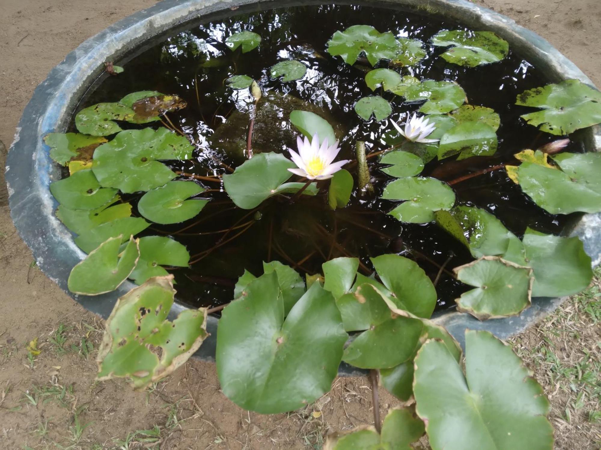 Jayaru Guest House Polonnaruwa Buitenkant foto